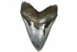 Fossil Megalodon Tooth - Bluish Enamel Color #182963-1